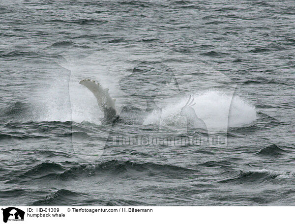 humpback whale / HB-01309