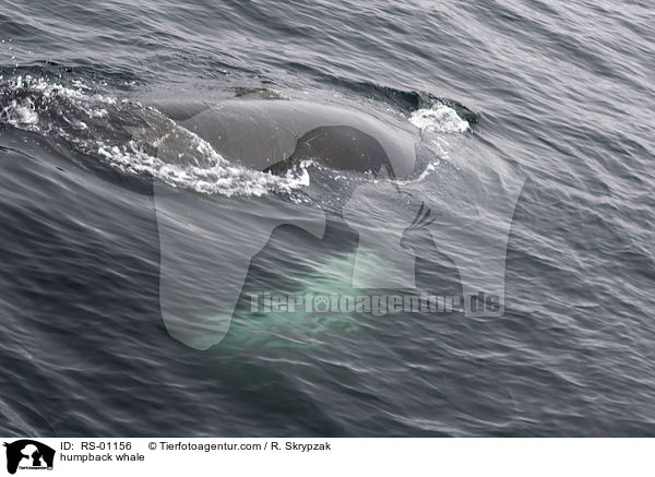 humpback whale / RS-01156