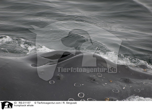 humpback whale / RS-01157
