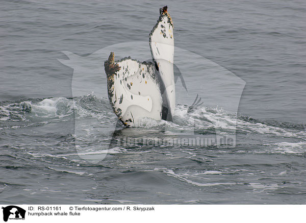 humpback whale fluke / RS-01161