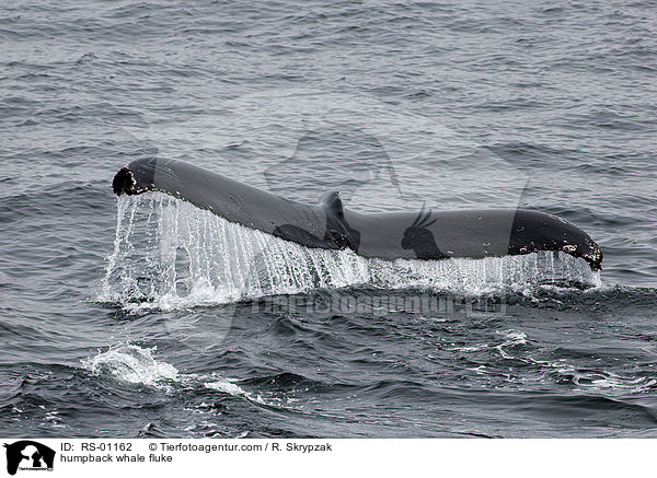 Buckelwal Schwanzflosse / humpback whale fluke / RS-01162
