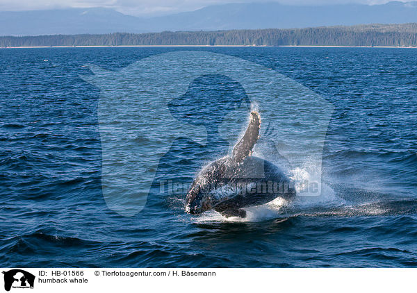 humback whale / HB-01566