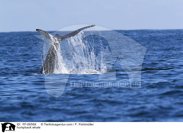 Buckelwal / humpback whale / FF-06568
