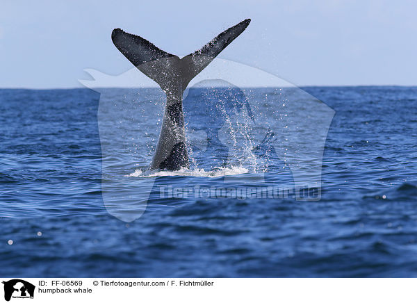 humpback whale / FF-06569