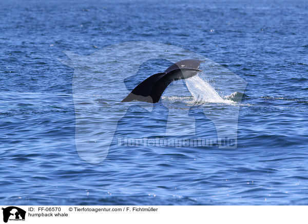 humpback whale / FF-06570