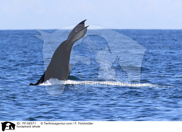 Buckelwal / humpback whale / FF-06571