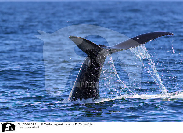 humpback whale / FF-06572