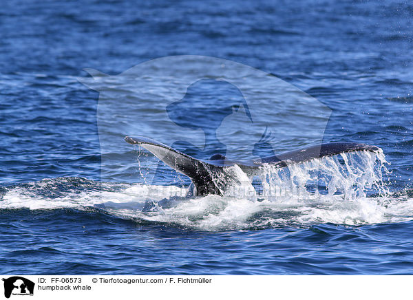 humpback whale / FF-06573