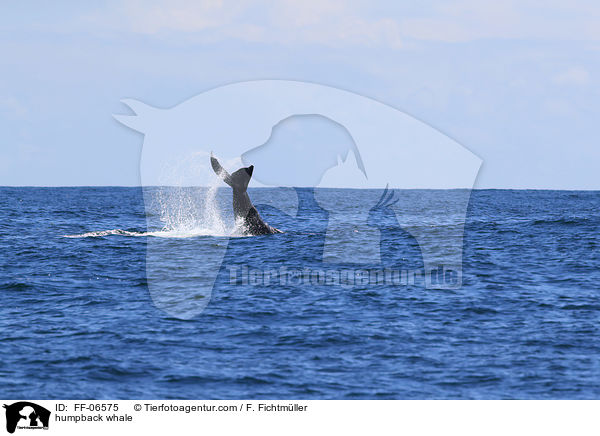 humpback whale / FF-06575