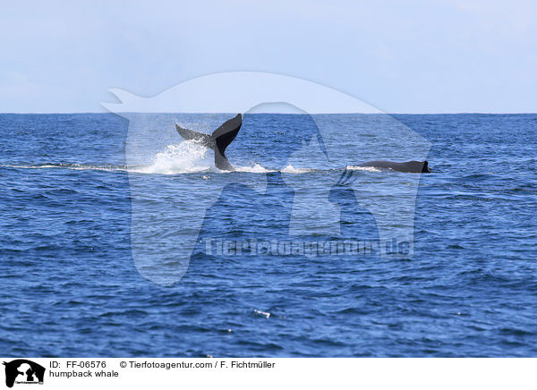 humpback whale / FF-06576