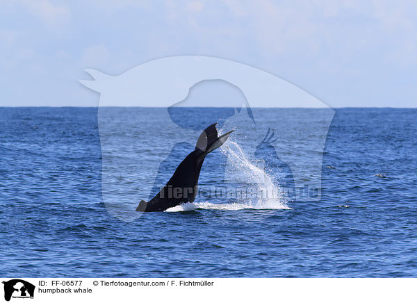 humpback whale / FF-06577