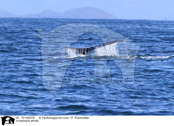 Buckelwal / humpback whale / FF-06578