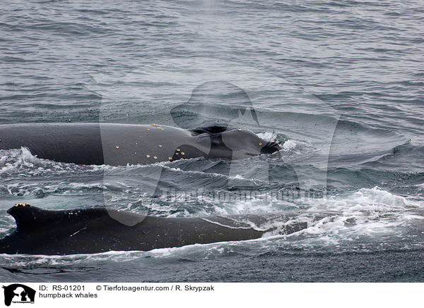 humpback whales / RS-01201