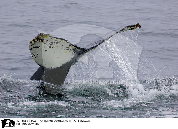 humpback whale / RS-01202