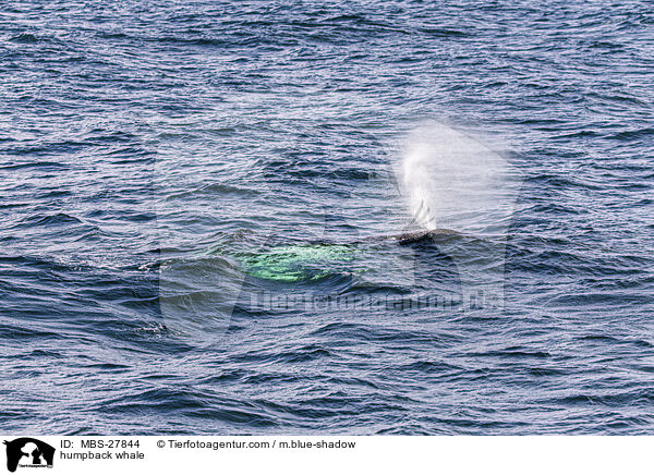 Buckelwal / humpback whale / MBS-27844