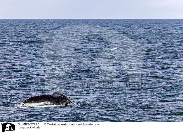 Buckelwal / humpback whale / MBS-27845