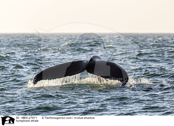 Buckelwal / humpback whale / MBS-27871