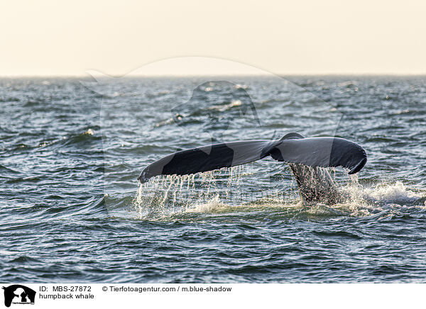 Buckelwal / humpback whale / MBS-27872