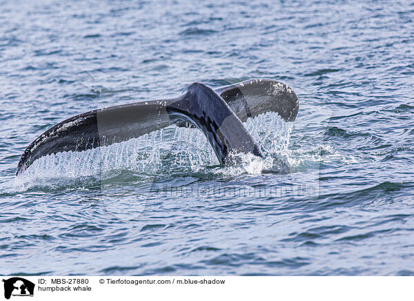 Buckelwal / humpback whale / MBS-27880