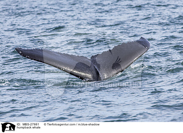 Buckelwal / humpback whale / MBS-27881