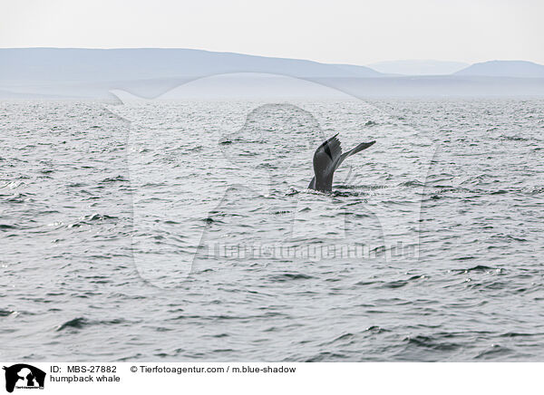 Buckelwal / humpback whale / MBS-27882