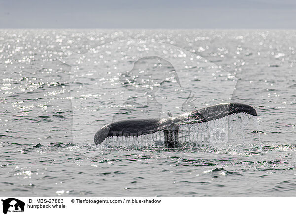 Buckelwal / humpback whale / MBS-27883