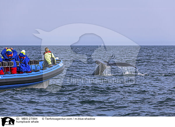 Buckelwal / humpback whale / MBS-27884