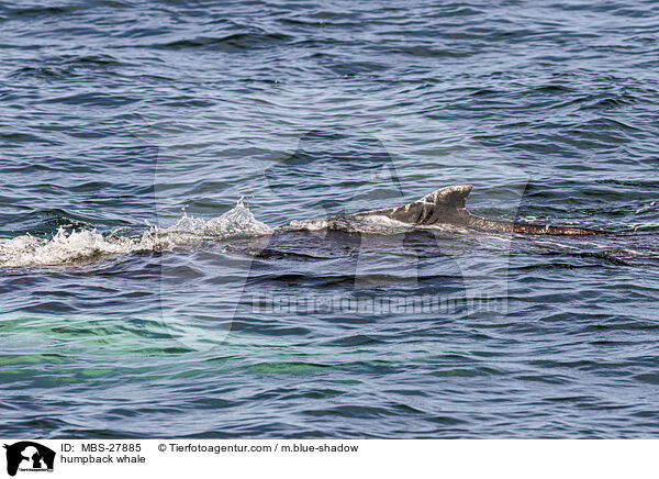Buckelwal / humpback whale / MBS-27885