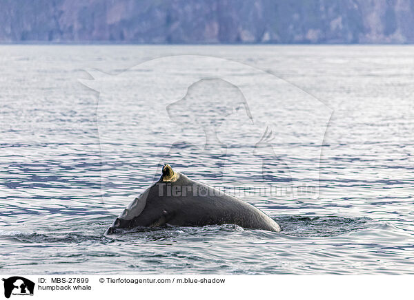 humpback whale / MBS-27899