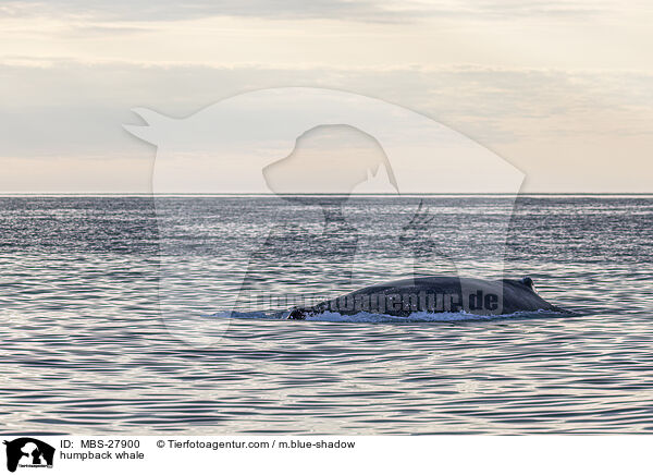 humpback whale / MBS-27900