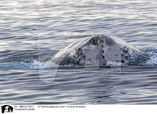 Buckelwal / humpback whale / MBS-27901