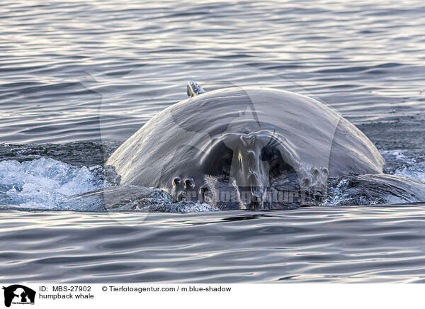 humpback whale / MBS-27902