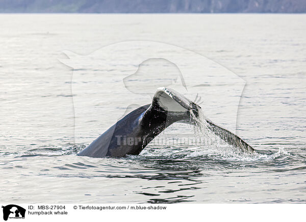 Buckelwal / humpback whale / MBS-27904