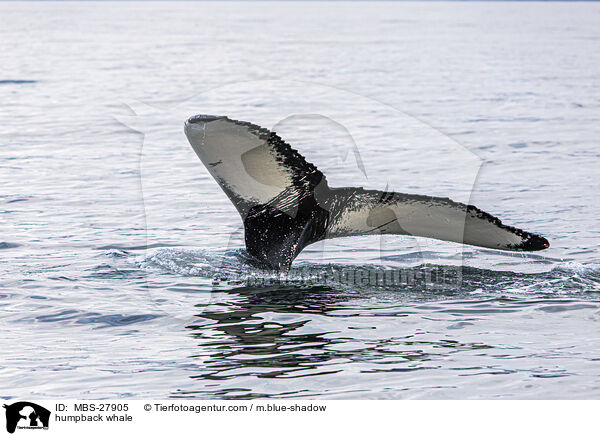 humpback whale / MBS-27905
