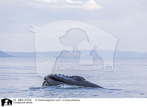 humpback whale / MBS-27906