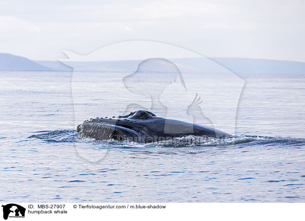 Buckelwal / humpback whale / MBS-27907