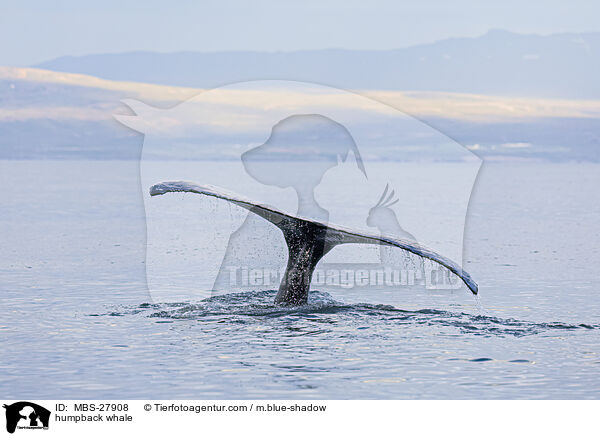 humpback whale / MBS-27908