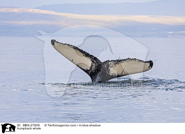 Buckelwal / humpback whale / MBS-27909