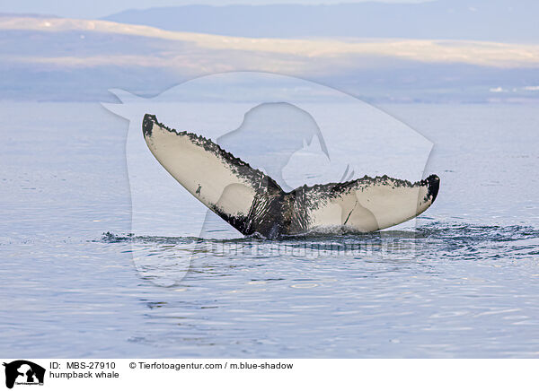 Buckelwal / humpback whale / MBS-27910