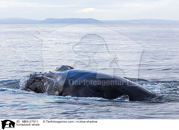 humpback whale / MBS-27911