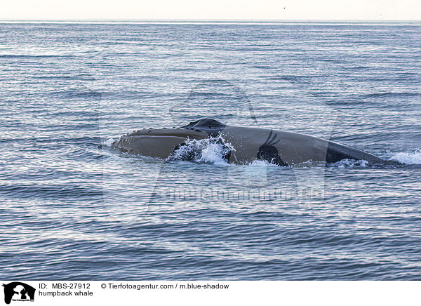 humpback whale / MBS-27912