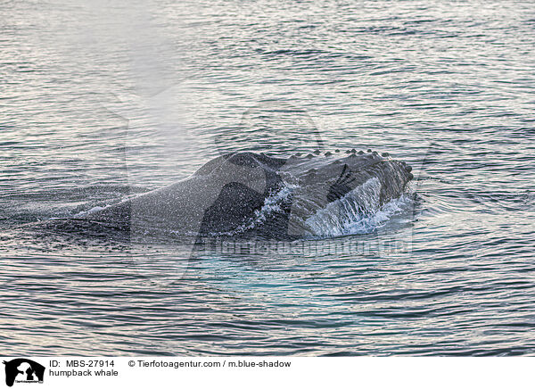 humpback whale / MBS-27914