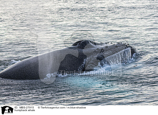 humpback whale / MBS-27915