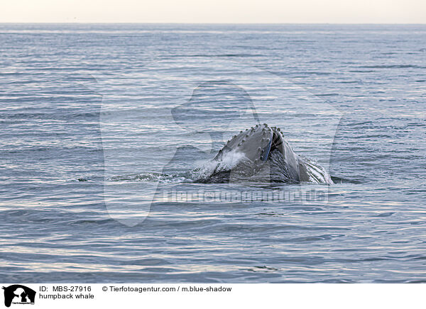 Buckelwal / humpback whale / MBS-27916