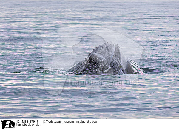 humpback whale / MBS-27917