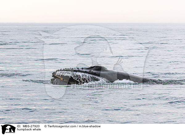 Buckelwal / humpback whale / MBS-27920