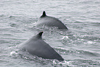 humpback whales