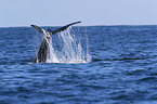 humpback whale