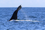 humpback whale