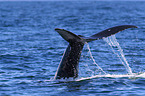 humpback whale